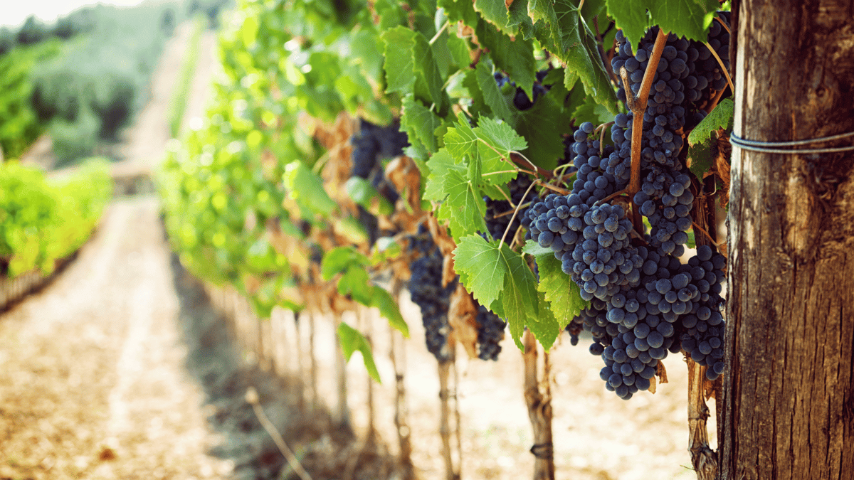 Wine grapes